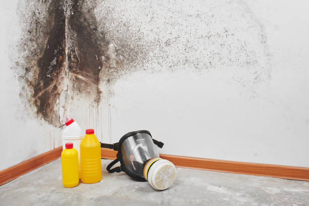 Best Local Mold Removal Service  in Loveland, OH