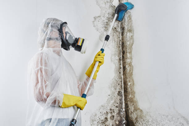 Best Attic Mold Removal  in Loveland, OH