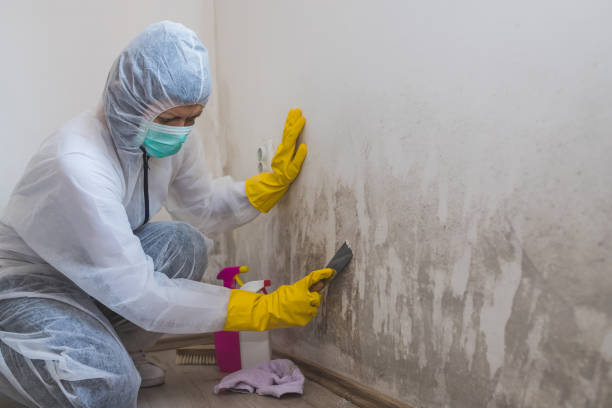 Best Commercial Mold Removal  in Loveland, OH