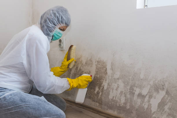 Home Mold Removal in Loveland, OH