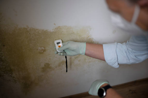 Best Emergency Mold Removal  in Loveland, OH