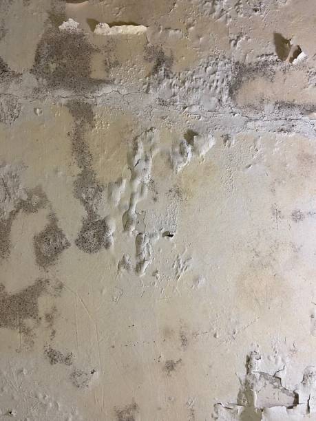 Best Mold Removal Specialists  in Loveland, OH