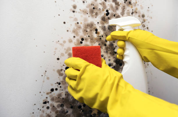 Best Commercial Mold Removal  in Loveland, OH