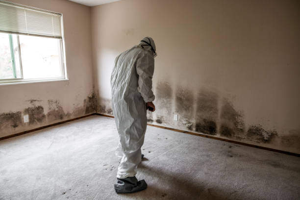 Best Residential Mold Removal  in Loveland, OH