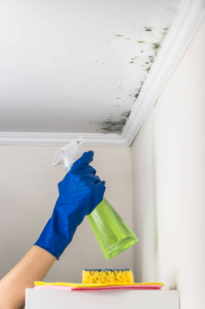 Best Toxic Mold Removal  in Loveland, OH