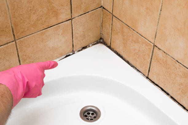 Best Mold Damage Repair  in Loveland, OH